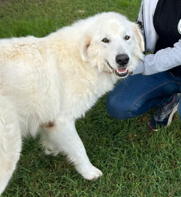Spartaco, manto candido come il suo ❤️ Foto 3